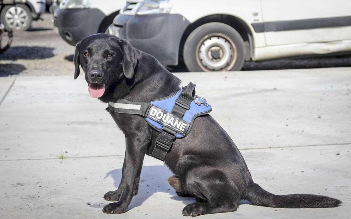 sudouest's tweet photo. Toulouse : le chien des douanes mange une partie de la saisie de cannabis, le suspect est libéré https://t.co/vU74TabCoh https://t.co/IfgkXec28l