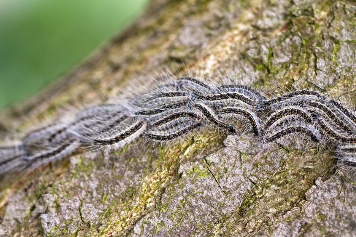 Anses_fr's tweet photo. 🐛C'est la saison des #ChenillesProcessionnaires !
Leurs poils sont très irritants et peuvent provoquer des symptômes parfois graves pour les humains & les animaux.
Comment vous protéger❓
Réponses dans ce #Thread 1/5 👇 https://t.co/IKYIwSU5cp