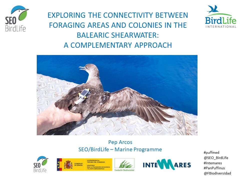 PepArcos's tweet photo. 1/4 #WSTC8 #DistSesh2
We studied connectivity between foraging areas and colonies, with novel approach: tracking of birds captured at sea
Study species: Critically Endangered Balearic shearwater
#Puffmed @SEO_BirdLife
#Intemares #PanPuffinus @BirdLifeEurope @FBiodiversidad https://t.co/gp0OExaf3r