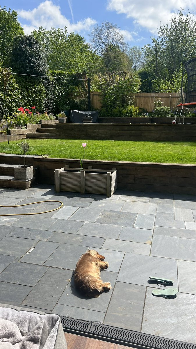 jonnywillmac's tweet image. Woody know exactly what is required on days like this.  #hotdog #sunnysnooze