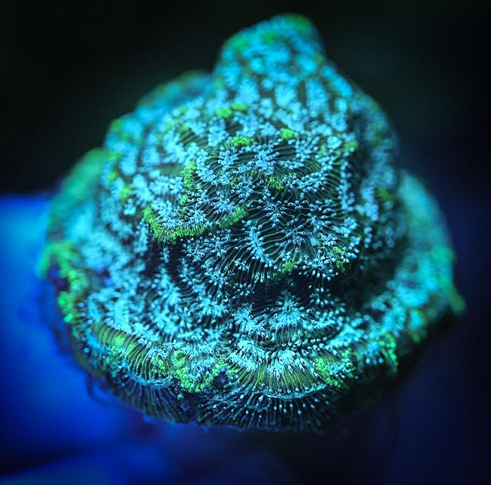 ReefChasers's tweet photo. ❄️ Freeze Factor Leptoseris ❄️

https://t.co/LuOQNFxBnt💦

#reefchasers #leptoseris #freezefactor #reef #reefjunkie #reefaddict #allmymoneygoestocoral #reeftank #saltwatertank #coral #coralreef #reefporn https://t.co/iHeu2xwt24