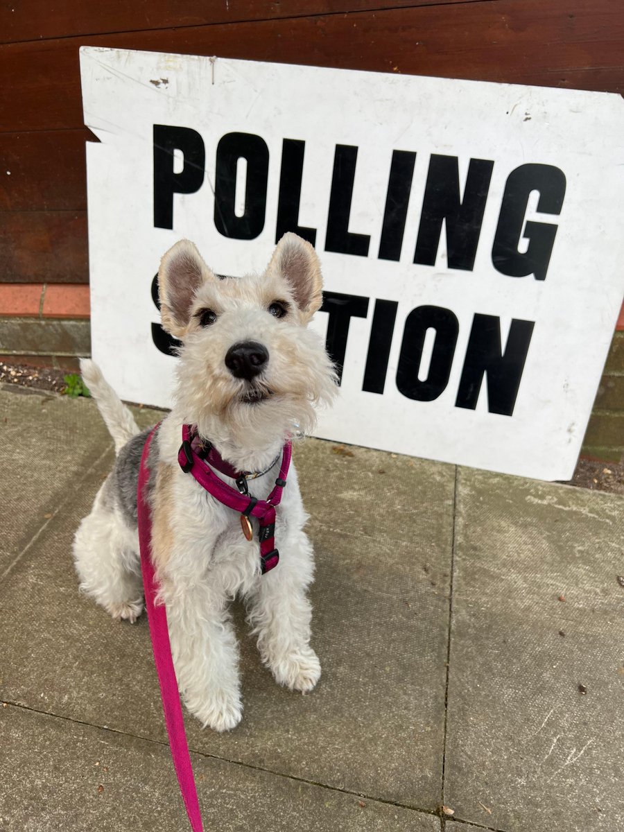 Be like Flo and take a quick walk to your polling station today!
Find details of your nearest one at rushmoor.gov.uk/voting
Voting closes at 10pm - for more information please see  rushmoor.gov.uk/elections 
#dogsatpollingstations #pollingday