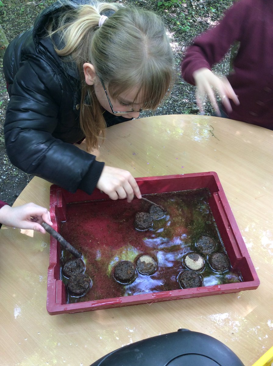 Mrs_AJones's tweet photo. We are learning how to grow in coir planting pellets. It’s great fun watching them soak up all the water. Pumpkins, courgettes and hollyhocks planted. Well done all!
@FibParkAcademy #FFLWalsall https://t.co/tpJNxvO4WA