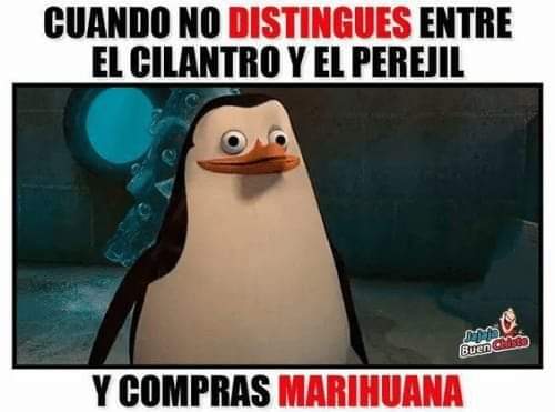 OUTLETweed's tweet photo. Y de la más cara 
🤣🤣🤣🤣🤣✈️✈️✈️
https://t.co/iWeEgKFqzd https://t.co/ztbQCBHvPf