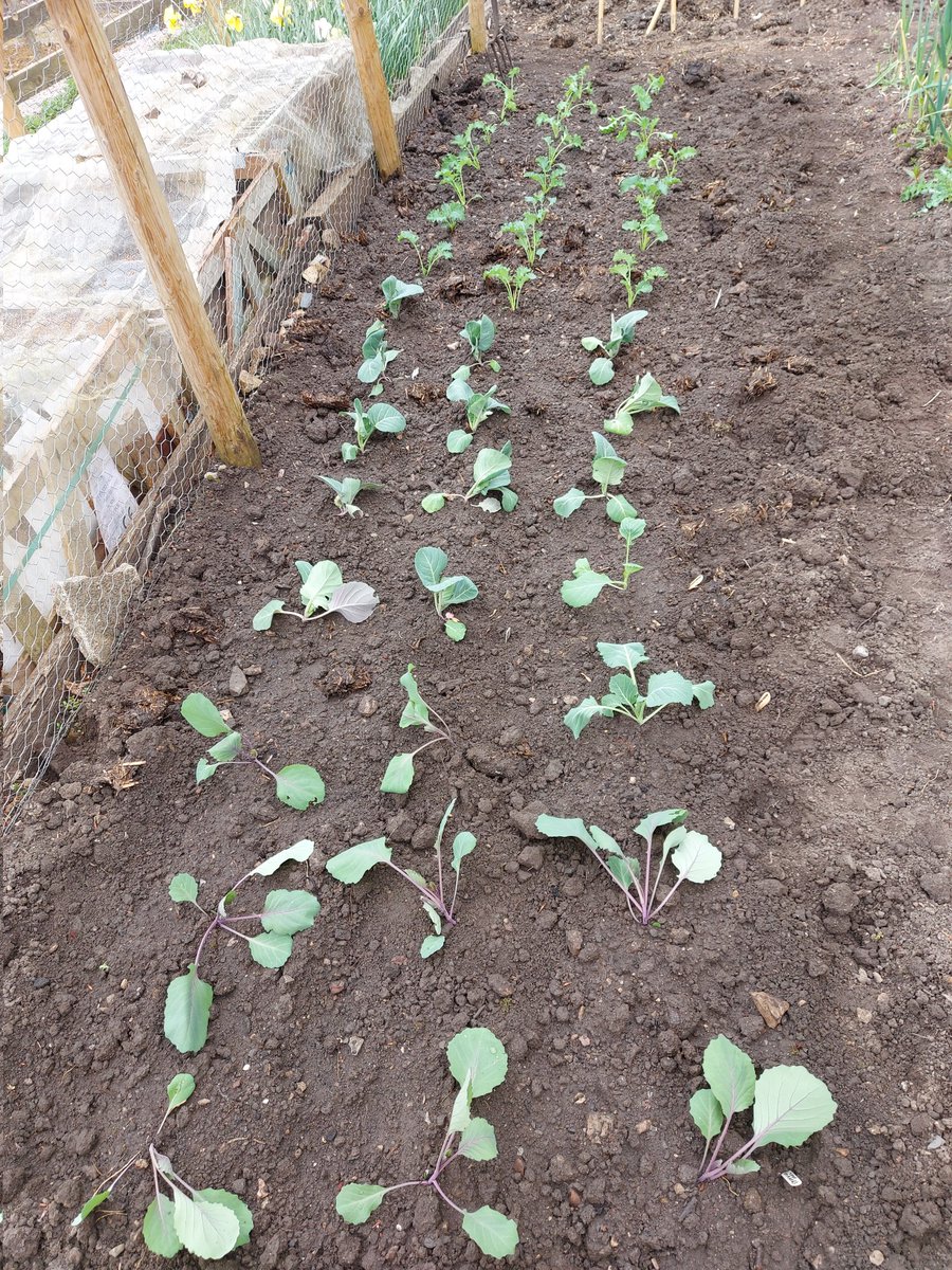 ToavesG's tweet photo. Cabbages & kale planted out this morning along with a coldframe shuffle.
#toaves #cabbage #kale #duncan #stonecrop #redflare #allotmentlife #coldframeshuffle https://t.co/qRpYogrlDr