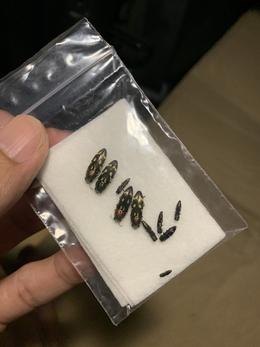 Uitsiann Ong (@BirdWang3) / Posts / X