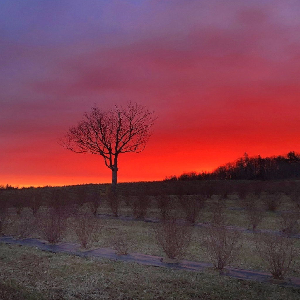 The most incredible sunrise over our haskap berry orchards at Haskapa's Lone Tree Farm, Nova Scotia.

The haskap bushes are springing to life! More photos to follow...

Discover Haskapa Powder at l8r.it/vcEY