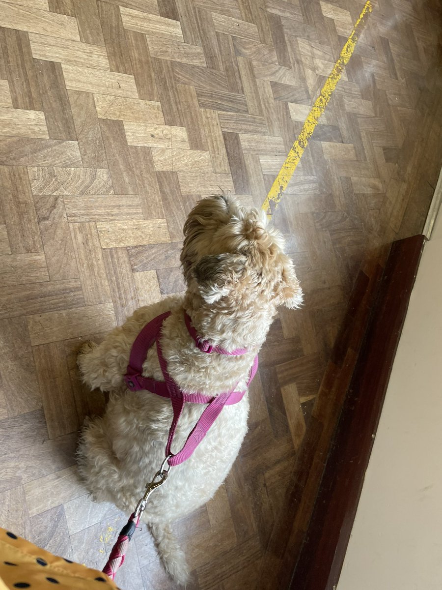 Ensuring my privacy at the polling booth today. #votingmatters #diplopets