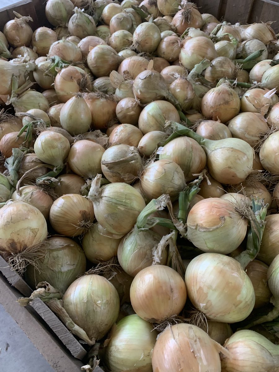 Flatlandag's tweet image. To the dryer, I say! ⁦@LMCompanies⁩ @OnionBusiness⁩ #nconions