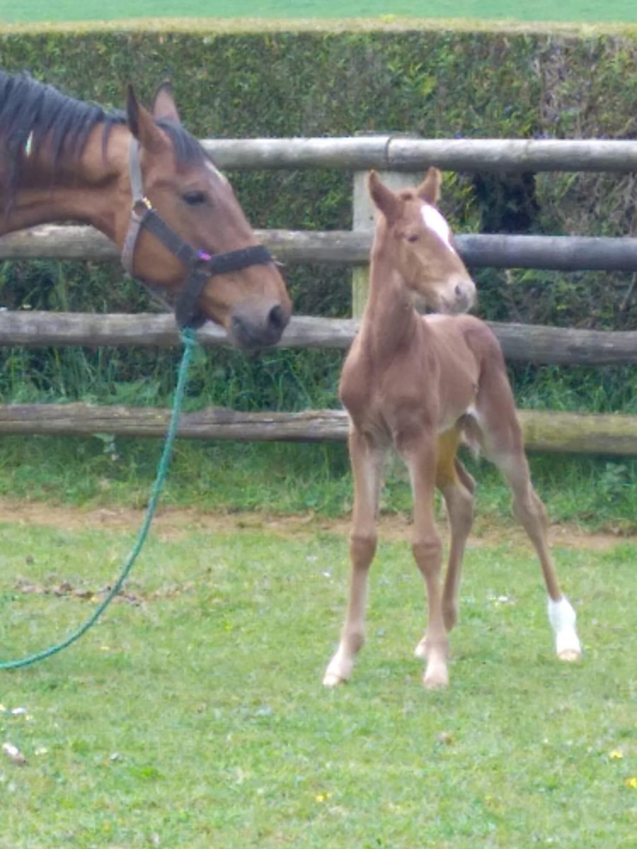 Equidia (@equidia) on Twitter photo Moment tendresse ! 😍
Machiavel Bourbon (par Vita Bourbon et Prodigious), frère utérin de <a href="/FaceTimeBourbon/">Face Time Bourbon 🐴</a>, est né cette semaine. Moment tendresse ! 😍
Machiavel Bourbon (par Vita Bourbon et Prodigious), frère utérin de <a href="/FaceTimeBourbon/">Face Time Bourbon 🐴</a>, est né cette semaine.