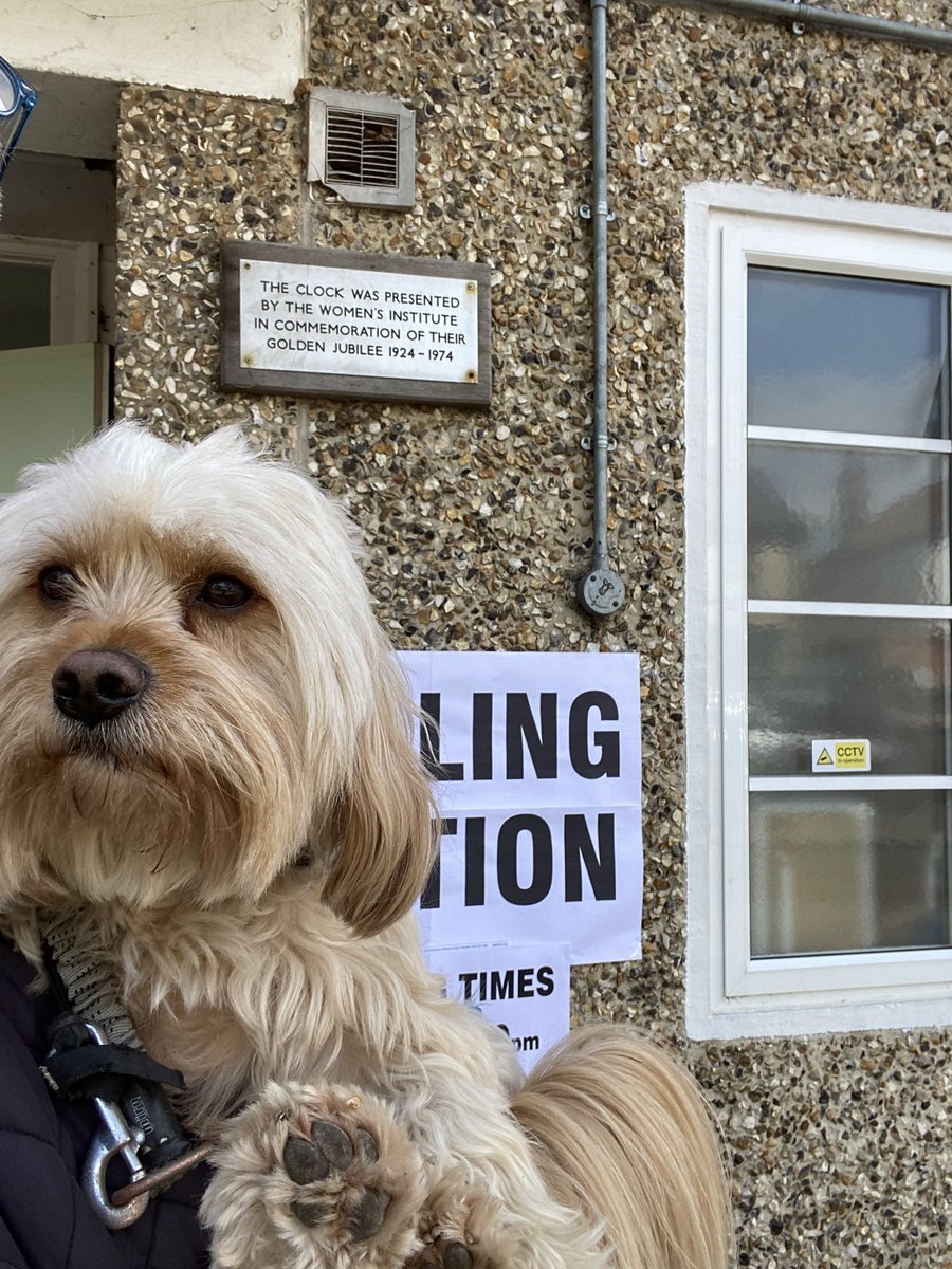 QuiteGreat's tweet photo. Don’t forget some #dogsatpollingstations need space ! our office mascot #bertie just needs hugs but on #Elections2022 support the great work @YellowDogUK do in caring for dogs that have issues ❤️ https://t.co/mdMZ8CEwUy