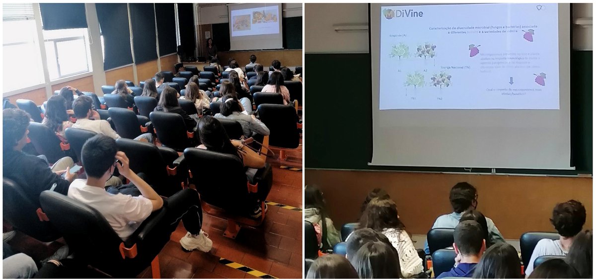 fruitfgb's tweet image. On #diaabertociencias22, @FortesMargarida shared with high school and undergraduate students the importance of fruits in Human health, economy, and art and the impact of the microbiome (#MiDiVine) and pathogens (#INTEGRAPE #GrapeInfectomics) in fruit composition. 
@FC_UL @BioISI