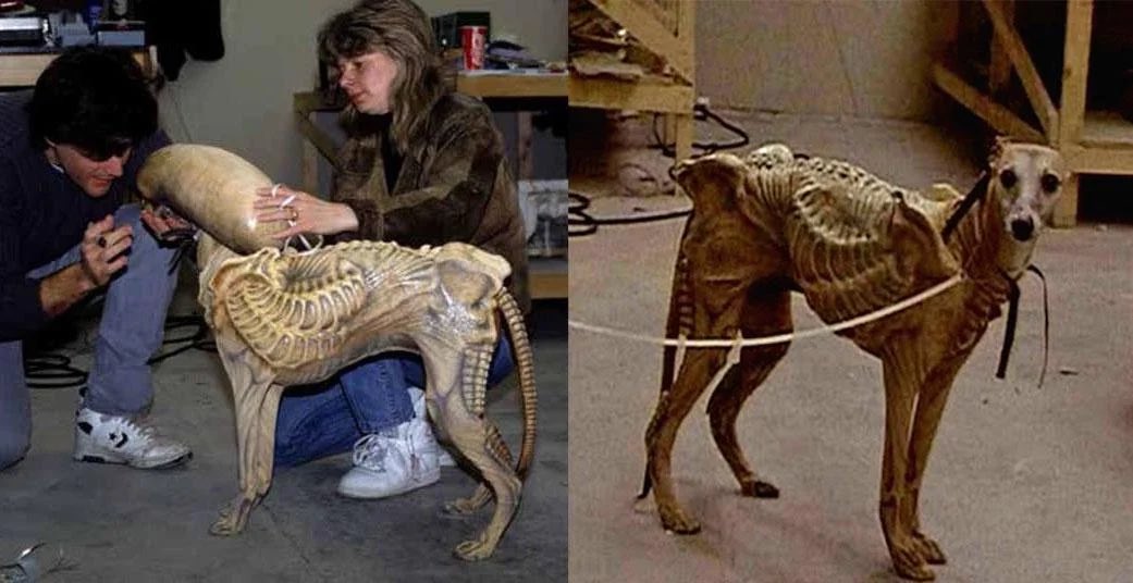 horror4kids's tweet photo. This Whippet was originally planned to star as the Xenomorph for a scene in Alien 3. https://t.co/TKvyy0Prao