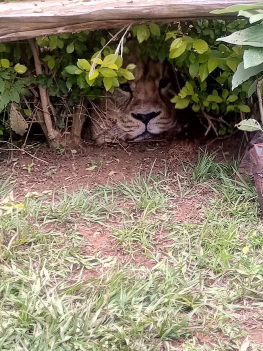 In an interesting turn of events, we received numerous reports from locals at Kiangua location, Meru County of a lion hiding in a hedge 

KWS Meru team swiftly rushed to scene in a bid to mitigate a possible Human Wildlife Conflict case.