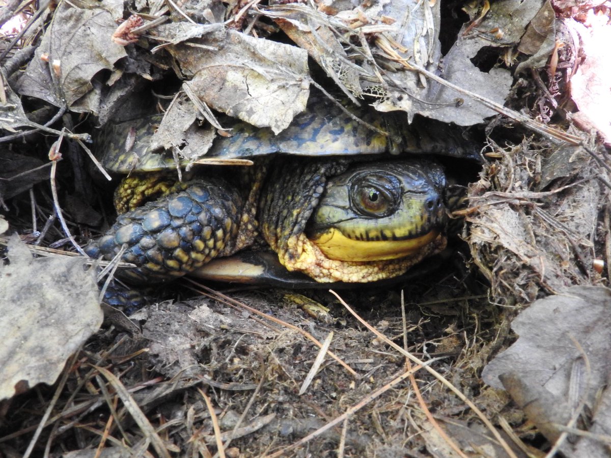 Gravel mining puts threatened Blanding’s turtles at risk. Join NSERA and the DAMN! Campaign for an online rally tonight. RSVP today! :buff.ly/3t2ZNQ5
⁦@nseraBLTU⁩ ⁦@RGMC_Ontario⁩ 
#reformgravelmining #yourstoprotect #onpoli 
#speciesatrisk