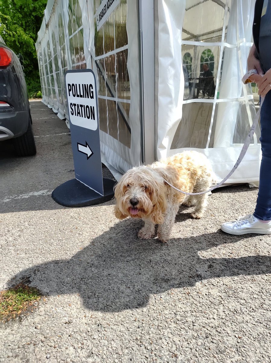 Dog outside poling station