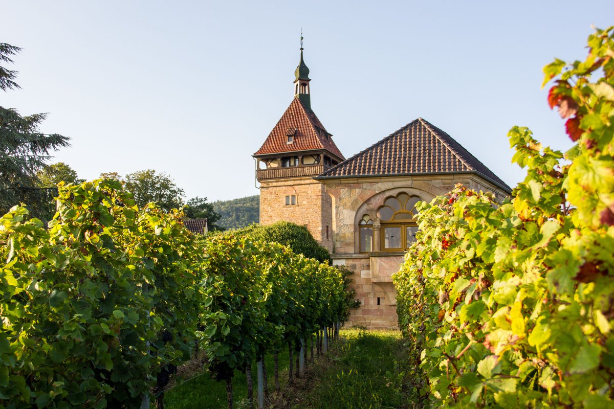 JKI_Bund's tweet photo. Our Institute for #Grapevine Breeding at the #Geilweilerhof in #Siebeldingen is proud host of the International Symposium on Grapevine Breeding and Genetics (10-17 July 22). Information on programme and registration can be found here: https://t.co/3bDSIzcWrm (1/2) https://t.co/hTTjanbr58