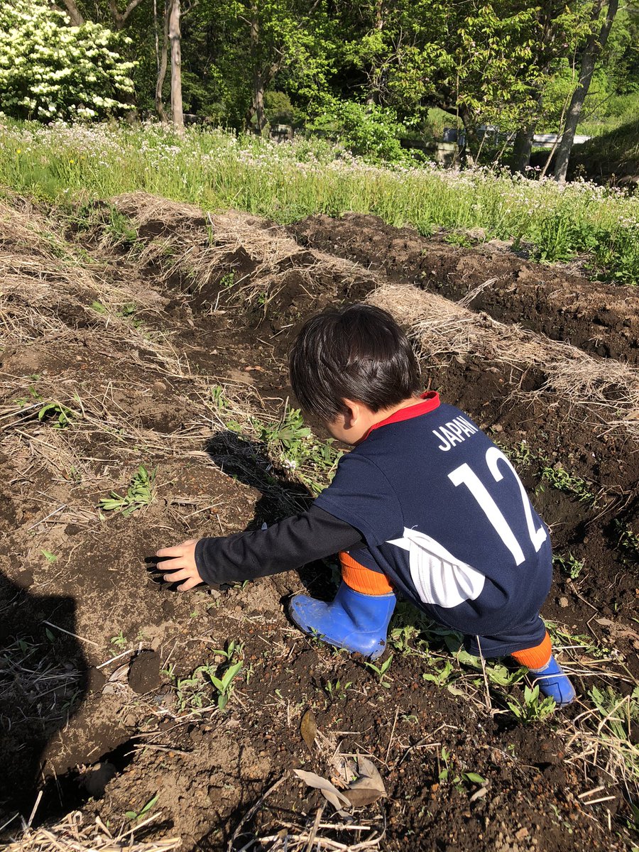 numa_MFD21's tweet photo. 自然農やってみた🥔
植えるの遅めのジャガイモ https://t.co/8JIKO32lJb