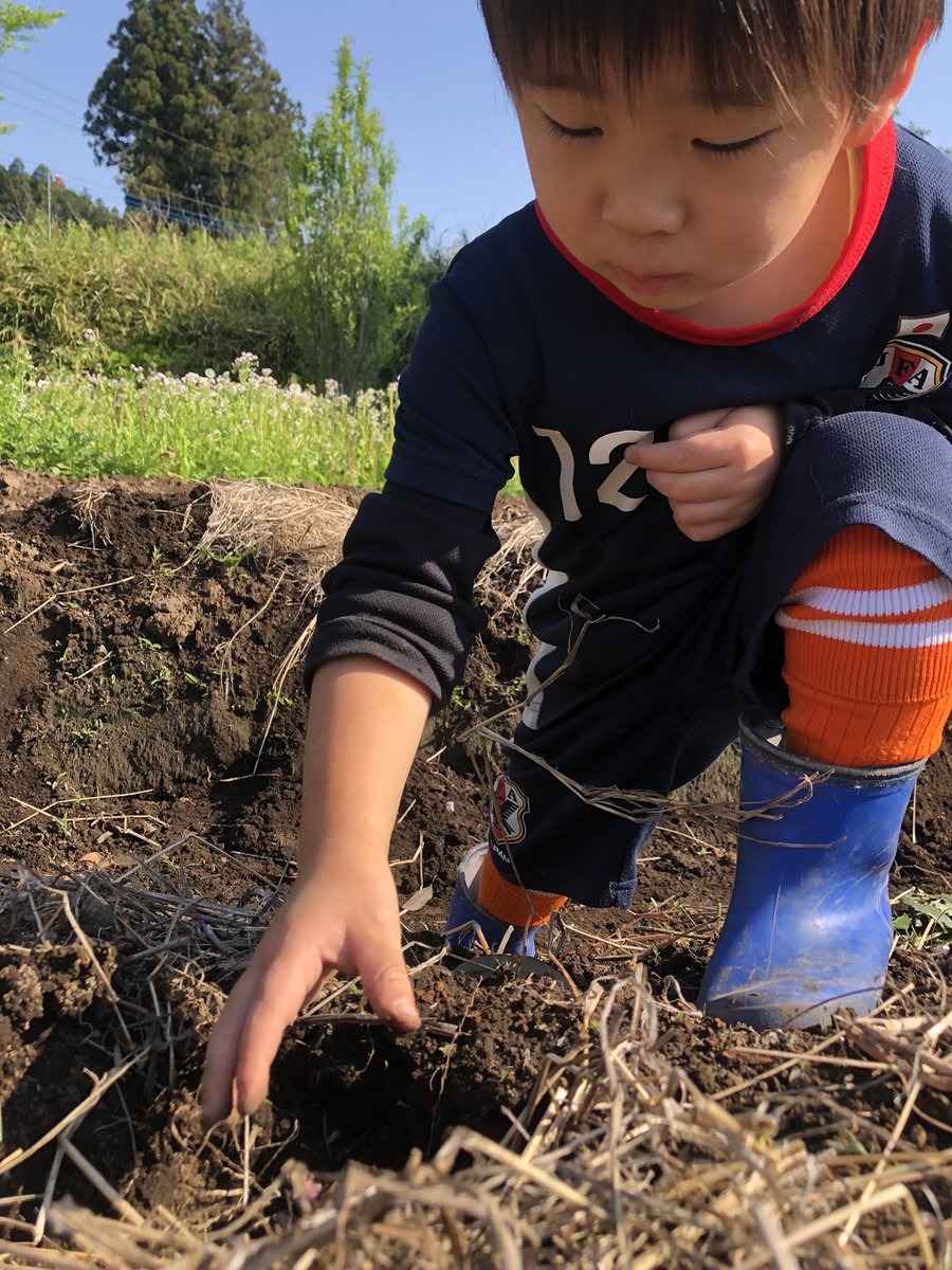 numa_MFD21's tweet photo. 自然農やってみた🥔
植えるの遅めのジャガイモ https://t.co/8JIKO32lJb