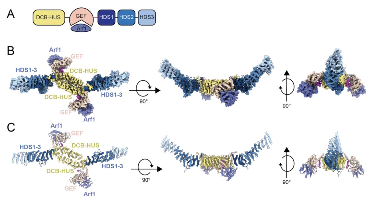 Fromme Lab (@fromme_lab) on Twitter photo We are excited to report the first structure of a full-length “large” Arf-GEF! <a href="/arnold_muccini/">Arnold Muccini, PhD</a> used #cryoEM to determine structures of yeast Gea2 (GBF1 homolog) including a structure of Gea2 caught in the act of nucleotide exchange on Arf1: tinyurl.com/35eh2h6j (1/7) We are excited to report the first structure of a full-length “large” Arf-GEF! <a href="/arnold_muccini/">Arnold Muccini, PhD</a> used #cryoEM to determine structures of yeast Gea2 (GBF1 homolog) including a structure of Gea2 caught in the act of nucleotide exchange on Arf1: tinyurl.com/35eh2h6j (1/7)