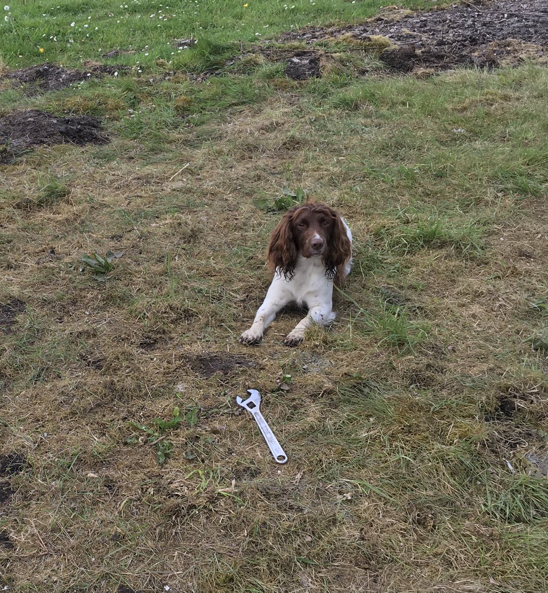 Lexy the fencing dog tweet media