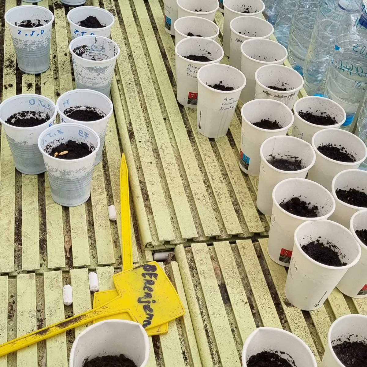 IESMdCervantes's tweet photo. Dentro del Proyecto de Innovación Educativa COMPET-CIENCIA de @CPRRegionMurcia y @Educarm estamos fomentando la investigación con 1⁰ESO, que se están preguntando cómo las micorrizas mejoran la producción vegetal🔬🌿👨‍🔬👩‍🔬 https://t.co/jsnkmSN9Wj