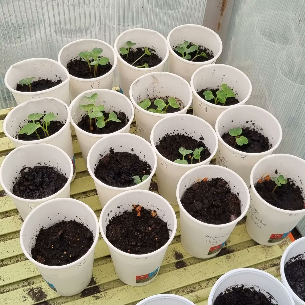 IESMdCervantes's tweet photo. Dentro del Proyecto de Innovación Educativa COMPET-CIENCIA de @CPRRegionMurcia y @Educarm estamos fomentando la investigación con 1⁰ESO, que se están preguntando cómo las micorrizas mejoran la producción vegetal🔬🌿👨‍🔬👩‍🔬 https://t.co/jsnkmSN9Wj