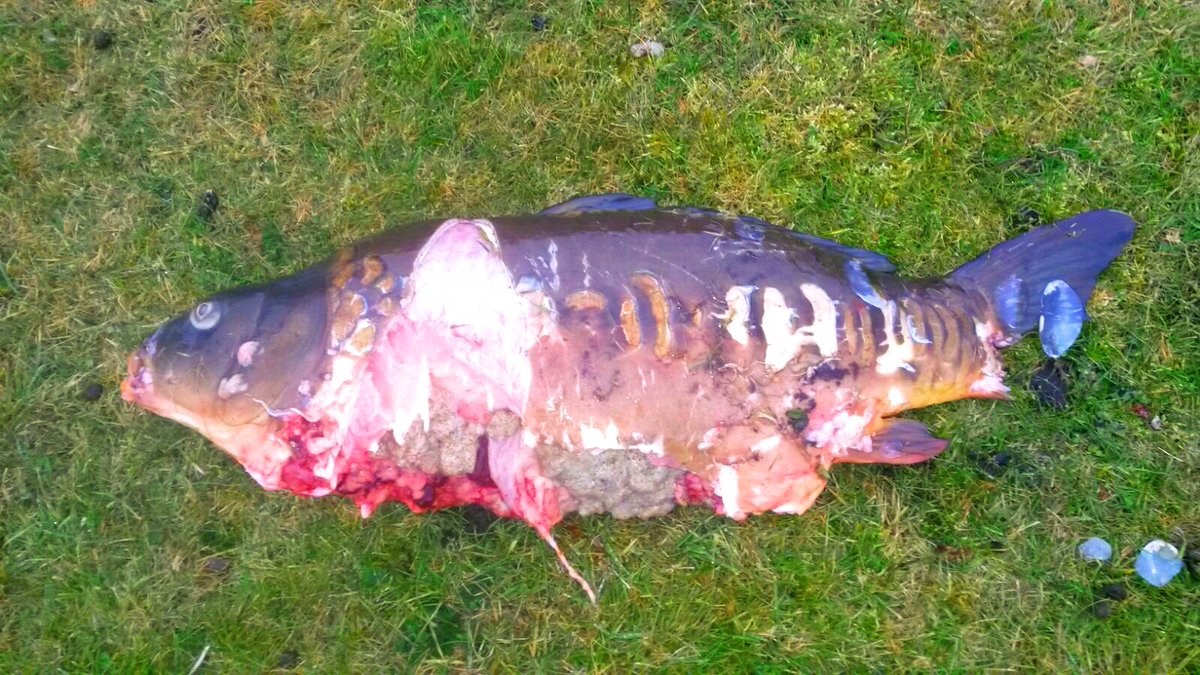 OtterStop's tweet photo. 😢 Don't let this happen to your fish too. Otter Stop's protective fencing prevents these horrible attacks.

Find free advice at https://t.co/QyfOQbLiLA https://t.co/biibDKHKU9