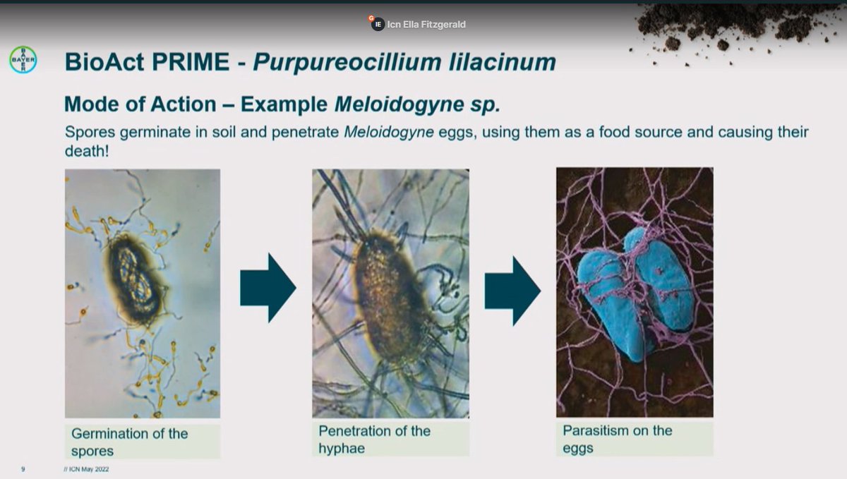 NasamuMusa's tweet photo. It was a pleasure to listen to @BrunoNgala, @ctnjek  and others on natural products as nematicides (and EPN) today

#ICN2022 onliine participation has been good so far! https://t.co/PnkvYqUJLe