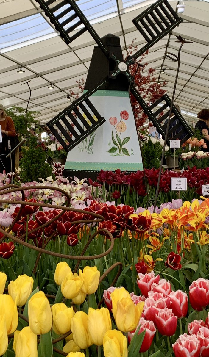 ChattyGardener's tweet photo. Tulips not from Amsterdam but #RHSMalvern thanks to #RHSMasterGrower @PheasantAcre
#gardenig https://t.co/ZnDsJIMTHY