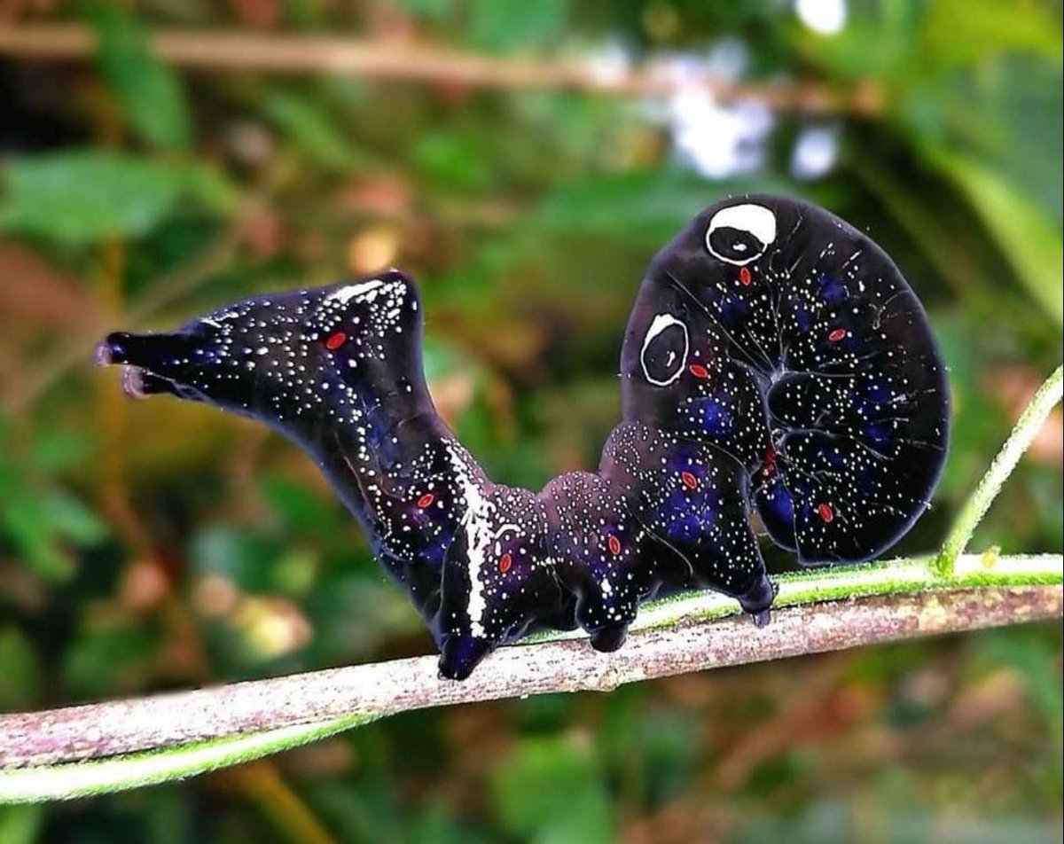 EloScicomm's tweet photo. Une bebête du cosmos, la chenille du papillon piqueur de fruits 

🐛Eudocima fullonia

The cosmos looking caterpillar  of Pacific fruit piercing moth 

📷 Arabinda Pal https://t.co/4zJtVO7kJ4