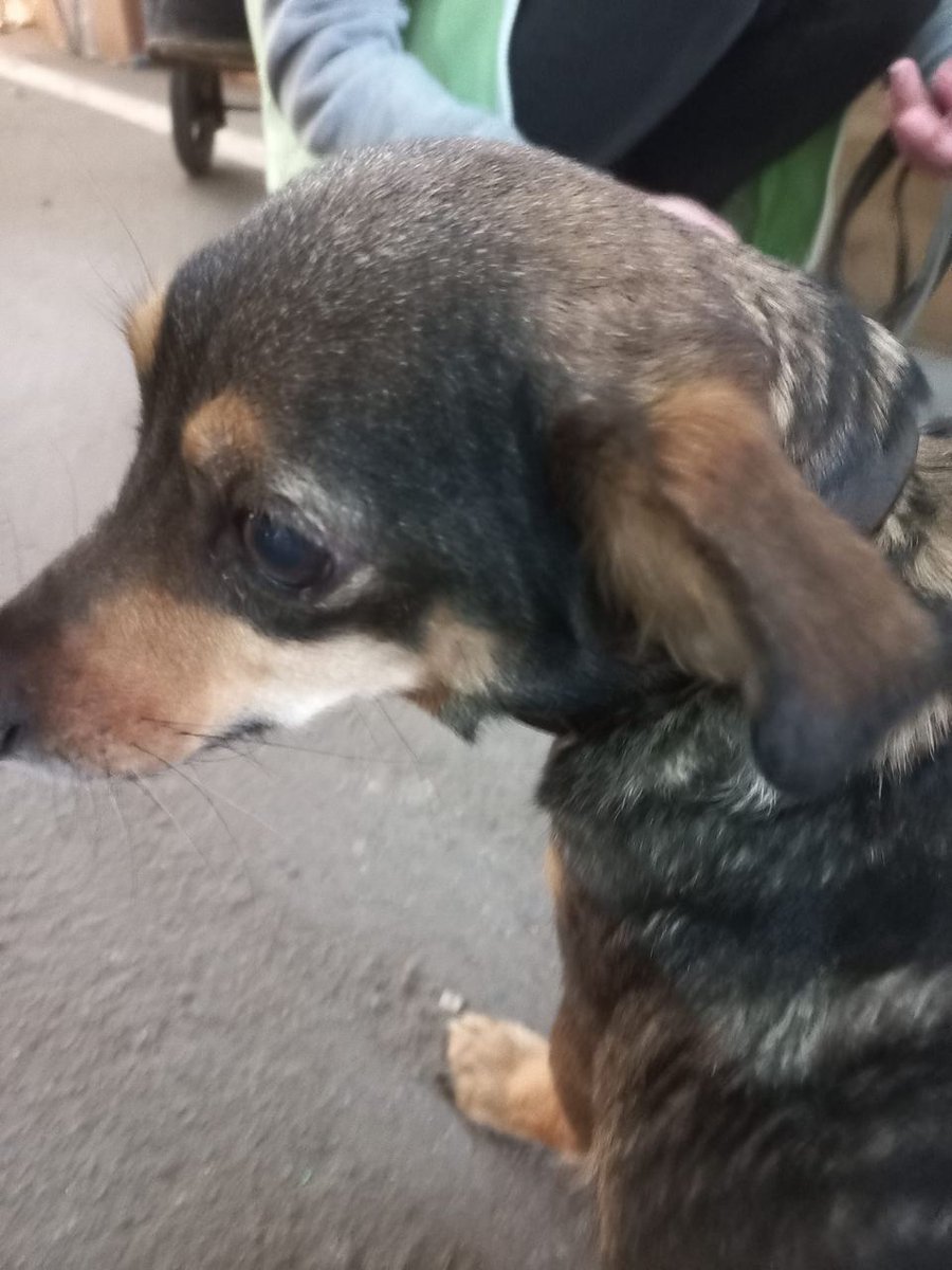 Halyna Odnorog, a volunteer from Zaporizhia, said it took a man from Marupol 5 days on foot under fire to evacuate. He brought a dog named Zhuzha with him. 
#MariupolMassacre #StandWithUkraine