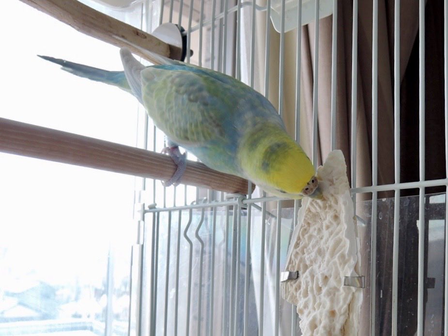 85円 定番スタイル かじってカットルボーン イカの甲 カルシウム ミネラル 小鳥 セキセイ オカメ コザクラ ボタンインコ マルカン MARUKAN 85円 定番スタイル かじってカットルボーン イカの甲 カルシウム ミネラル 小鳥 セキセイ オカメ コザクラ ボタンインコ マルカン MARUKAN
