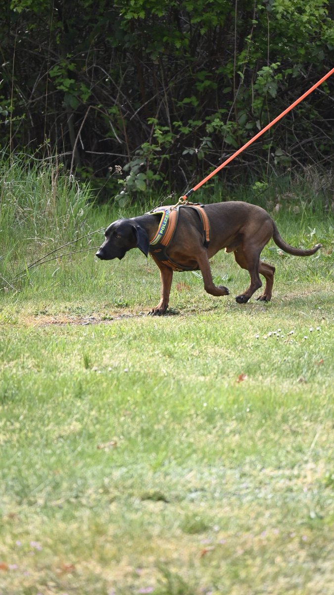 Polizei_HAL's tweet photo. Es wurden Dinge zum Schutzhund, Suche von Betäubungsmitteln, eine Fährte und das Überwinden von Hindernissen gezeigt.
#Zukunftstag #Halle #DHFE https://t.co/SJyx5WAb1K
