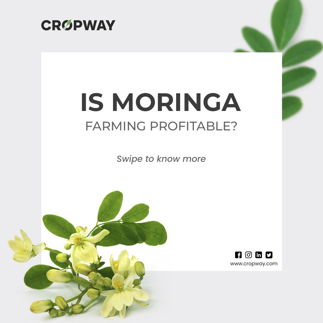 cropway_in's tweet photo. #Moringa has the potential to become one of the world's most valuable plants, both for #environmental & commercial reasons. What does it mean to be a #moringafarmer? Consult our #agriexperts at #Cropway to learn more🔎
#agtech #agribusiness #agriculture #Sustainable #TechForGood https://t.co/RcLTVecRqF