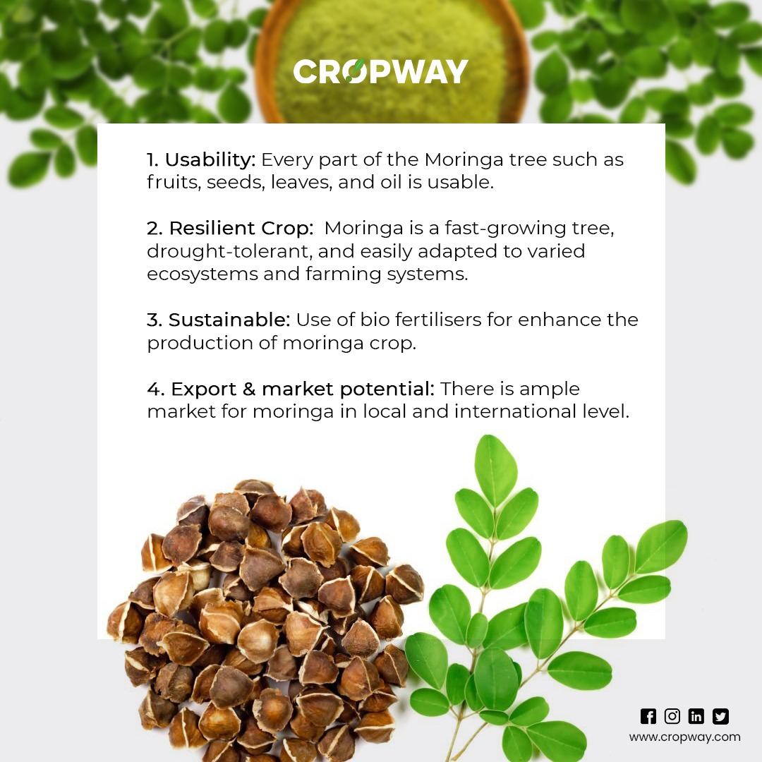 cropway_in's tweet photo. #Moringa has the potential to become one of the world's most valuable plants, both for #environmental & commercial reasons. What does it mean to be a #moringafarmer? Consult our #agriexperts at #Cropway to learn more🔎
#agtech #agribusiness #agriculture #Sustainable #TechForGood https://t.co/RcLTVecRqF