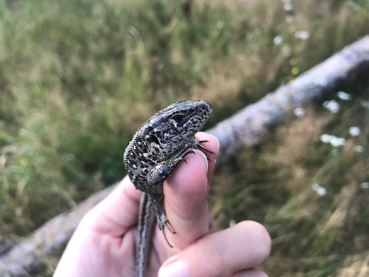 I'm recruiting a PhD student to work with me on sand lizards immunogenetics and conservation genomics. uu.se/en/about-uu/jo… Please share!
