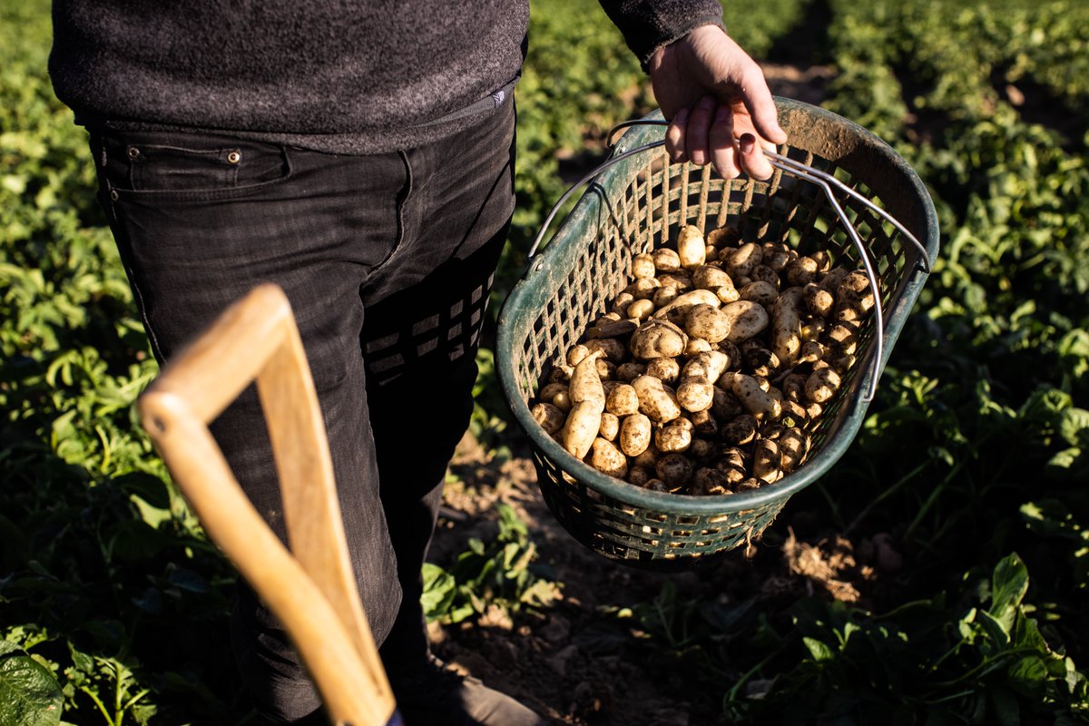 Jersey Royals (@jerseyroyals) on Twitter photo Tune in to <a href="/ITV/">ITV</a> <a href="/thismorning/">This Morning</a> at midday today to watch <a href="/clodaghmckenna/">Clodagh McKenna</a> cooking live from the #JerseyRoyal fields and chatting to Jersey farming veterans, the LeMaistre family! <a href="/GenuineJsy/">Genuine Jersey</a> <a href="/JerseyRoyalCo/">Jersey Royal Co</a> Tune in to <a href="/ITV/">ITV</a> <a href="/thismorning/">This Morning</a> at midday today to watch <a href="/clodaghmckenna/">Clodagh McKenna</a> cooking live from the #JerseyRoyal fields and chatting to Jersey farming veterans, the LeMaistre family! <a href="/GenuineJsy/">Genuine Jersey</a> <a href="/JerseyRoyalCo/">Jersey Royal Co</a>