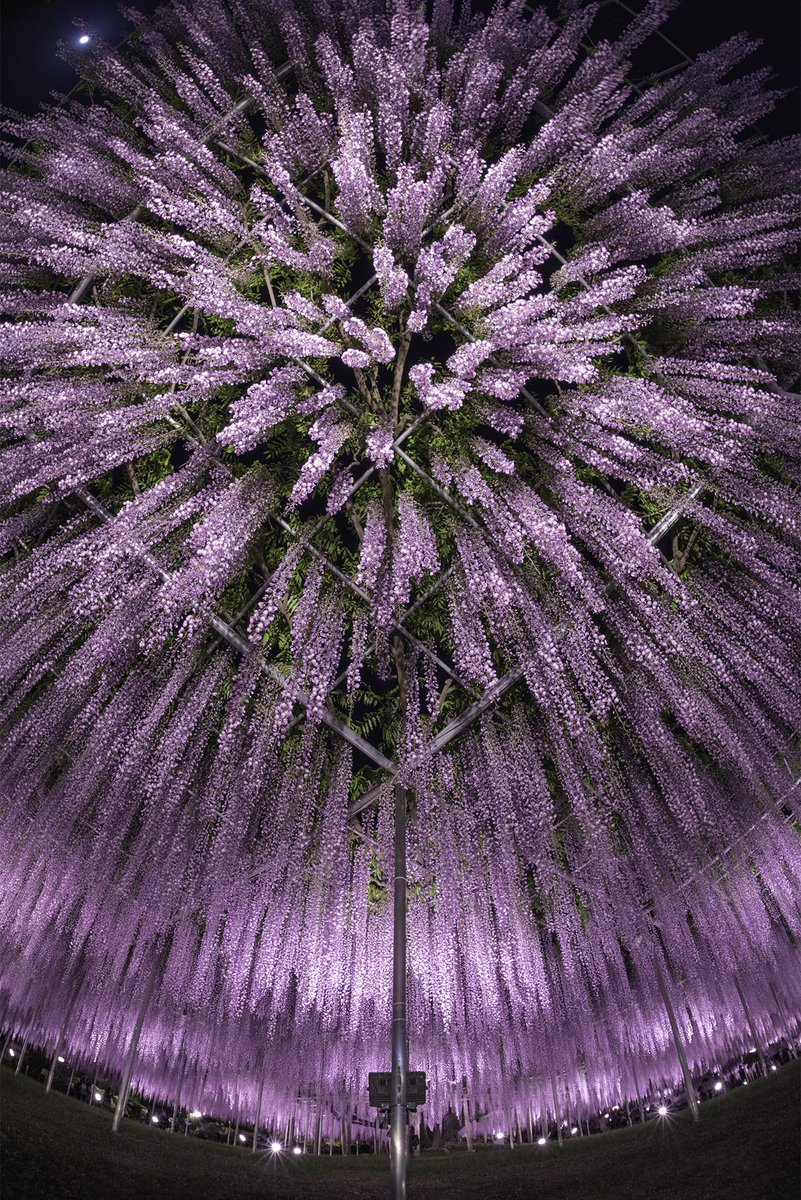 打ち上げ花火のような藤棚 思いもよらない角度から撮影した1枚の写真が話題 目から鱗の構図です 撮影者に聞いた まいどなニュース