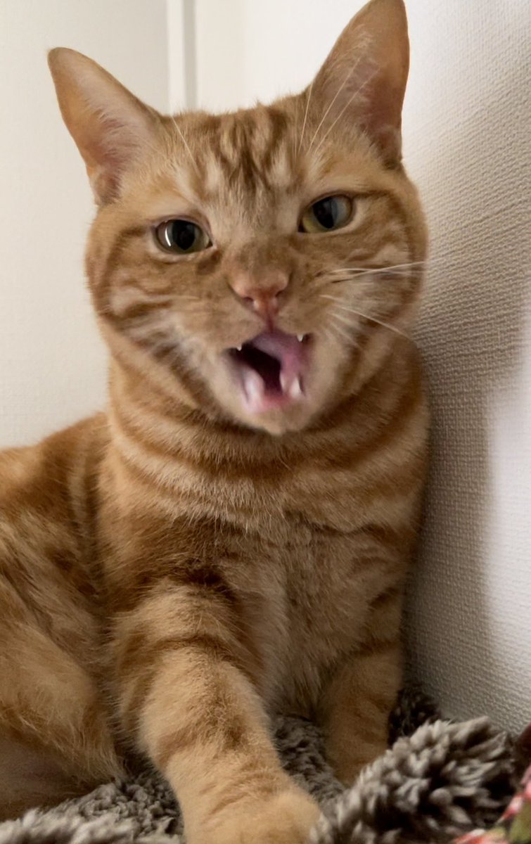 ToNo_SSW's tweet photo. 大谷2勝目じゃあああ ！！

Otani-san scored his 2nd win !!

#tono #cat #americanshorthair #猫  #アメショー #あめしょ #ssw #japan #野球 #baseballcat https://t.co/49yL7ov2uV