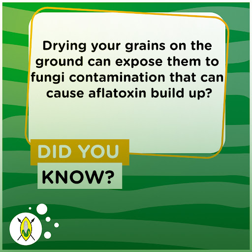 NCPB_KE's tweet photo. Did you know that drying your grains on the ground can expose them to fungi contamination that can cause aflatoxin build up? Contact us for effective grain drying services and minimize your post-harvest losses.
#NCPB #NCPBReforms https://t.co/AGEfpTOLBK