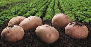 agrimbegu's tweet photo. Do you know that crop rotation is very important in potato farming?
@agrimbegu
#SeedProducers
@kibrutto @VictorSiroon @rodgers_kirwa @Cipotato @MpondaSabinus @AAP_World @USAIDKenya @kilimoKE @IrriHub https://t.co/N8CKwJjN92