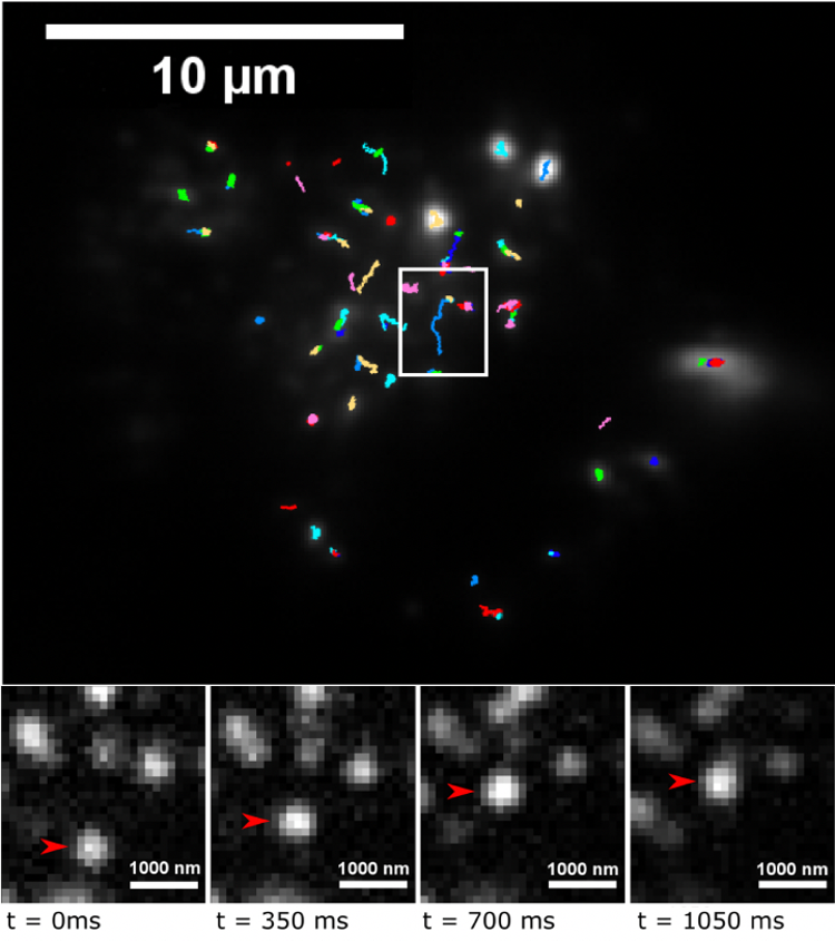michaelis_jens's tweet photo. Open PhD student positions. Interested in single-molecule live-cell imaging and super-resolution microscopy approaches? Interdisciplinary project with applications in tuberculosis and drug delivery within a large collaborative initiate @CRC1279. More info contact me or apply now. https://t.co/IUS8ZJqPnU