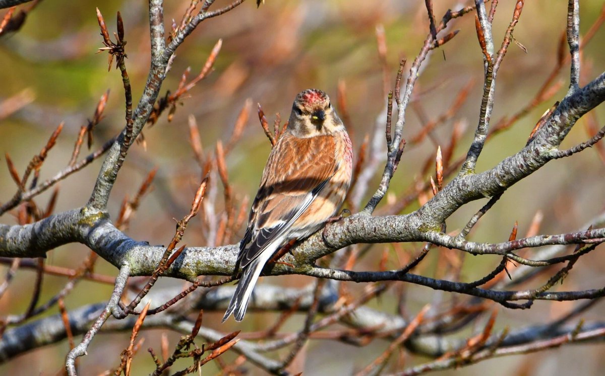 musicguitarhero's tweet photo. Nice to see a Common Linnet. #rspb #commonlinnets #birds #wildlife #ThePhotoHour #TwitterNatureCommunity https://t.co/n8pMUFS0An