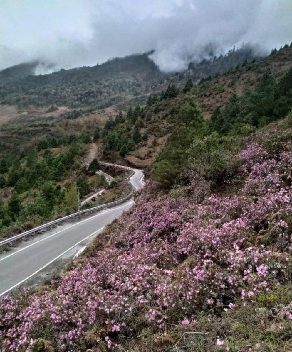 What a wonderful world.
Taksing,Upper Subansiri Arunachal Pradesh. <a href="/PemaKhanduBJP/">Pema Khandu པདྨ་མཁའ་འགྲོ་།</a> <a href="/ArunachalTsm/">Arunachal Tourism</a> <a href="/SonamChombay/">SonamChombay</a> <a href="/tourismgoi/">Ministry of Tourism</a> #northeastindia #ArunachalPradesh #rurallife #culture #Mountain #himalayas