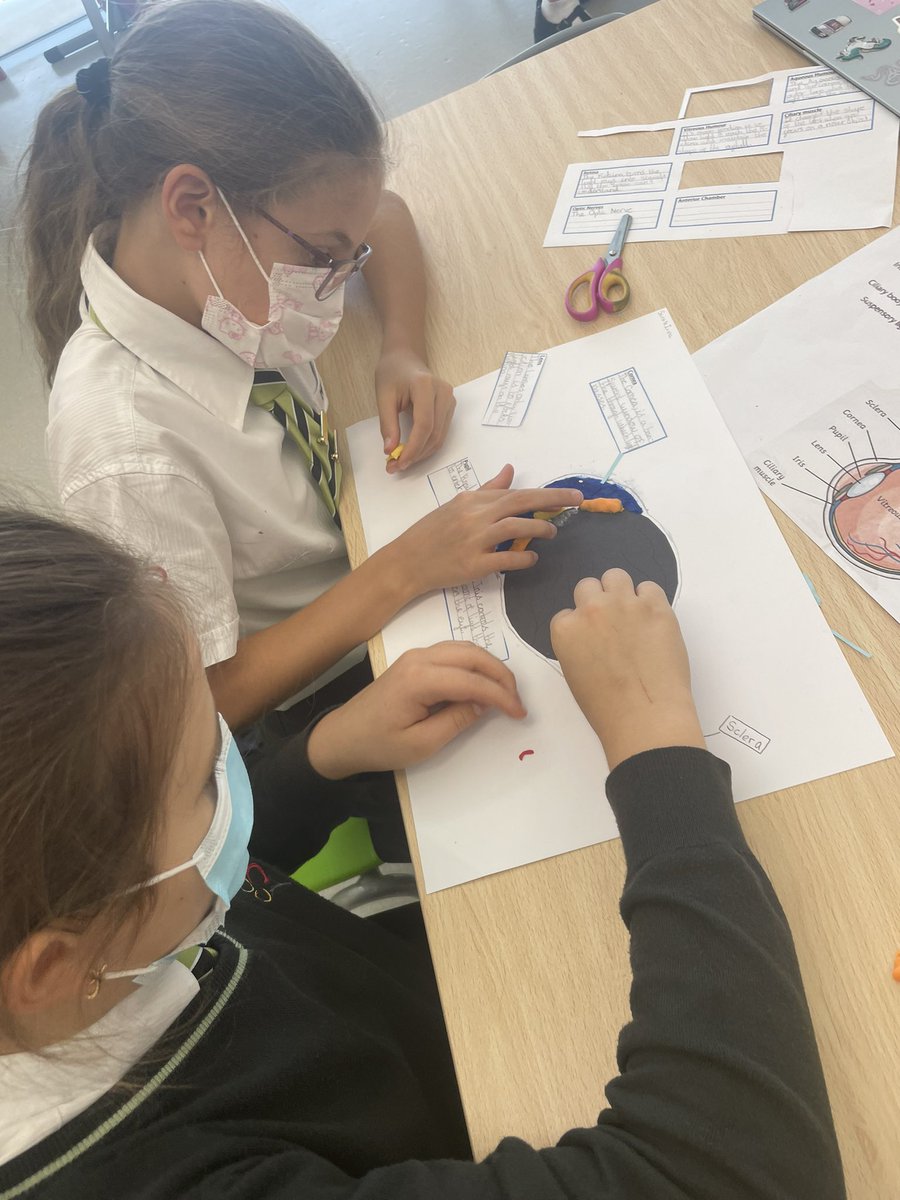 SarahHansberry's tweet image. Year 6 had lots of fun today with this hands on activity! First the students researched how each part of the eye perceives light before then creating models of the eye to represent their findings! #science #year6 #light #theeye