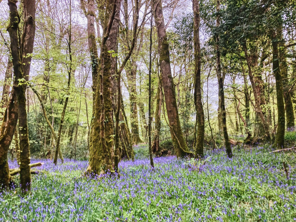 It’s bluebell season and the woodland is looking magical with a many of these flowers.

Bluebells are very delicate, but if you mind where your footsteps go then they can be enjoyed by everyone for years to come ☺️  

#Bluebells #ntsouthwest #lanhydrocknt