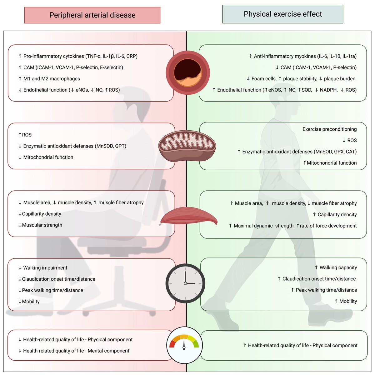 Want to know about the benefits of physical exercise on peripheral artery disease? Don´t miss our comprehensive review led by @Saul_PG7, now published in @ATHjournal. atherosclerosis-journal.com/article/S0021-…