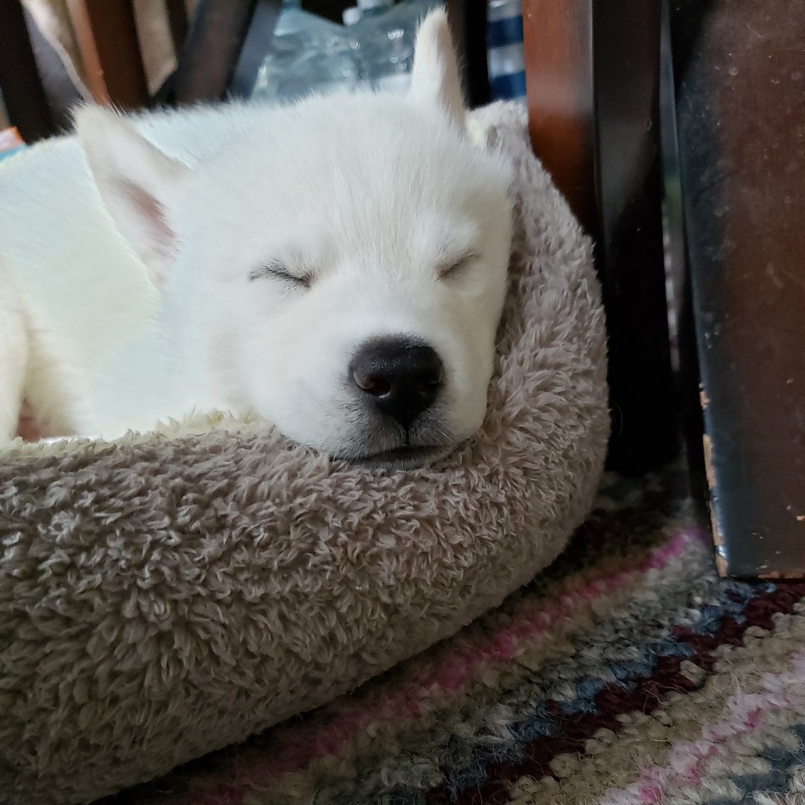 neomosh's tweet photo. @JeremyRenner 5 weeks old https://t.co/hcpu2GAwS8