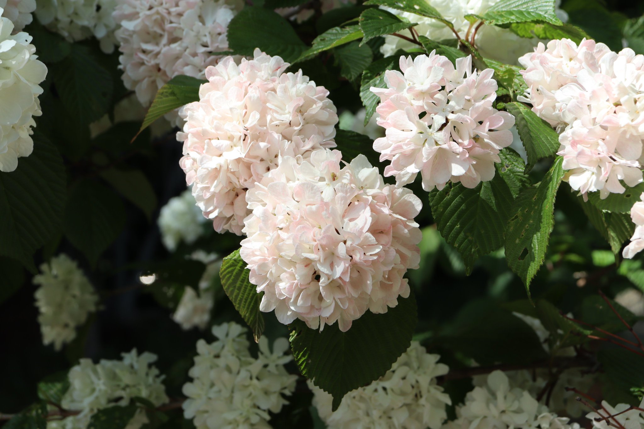 Feuilles de la viorne de Carles 'Rebellita'